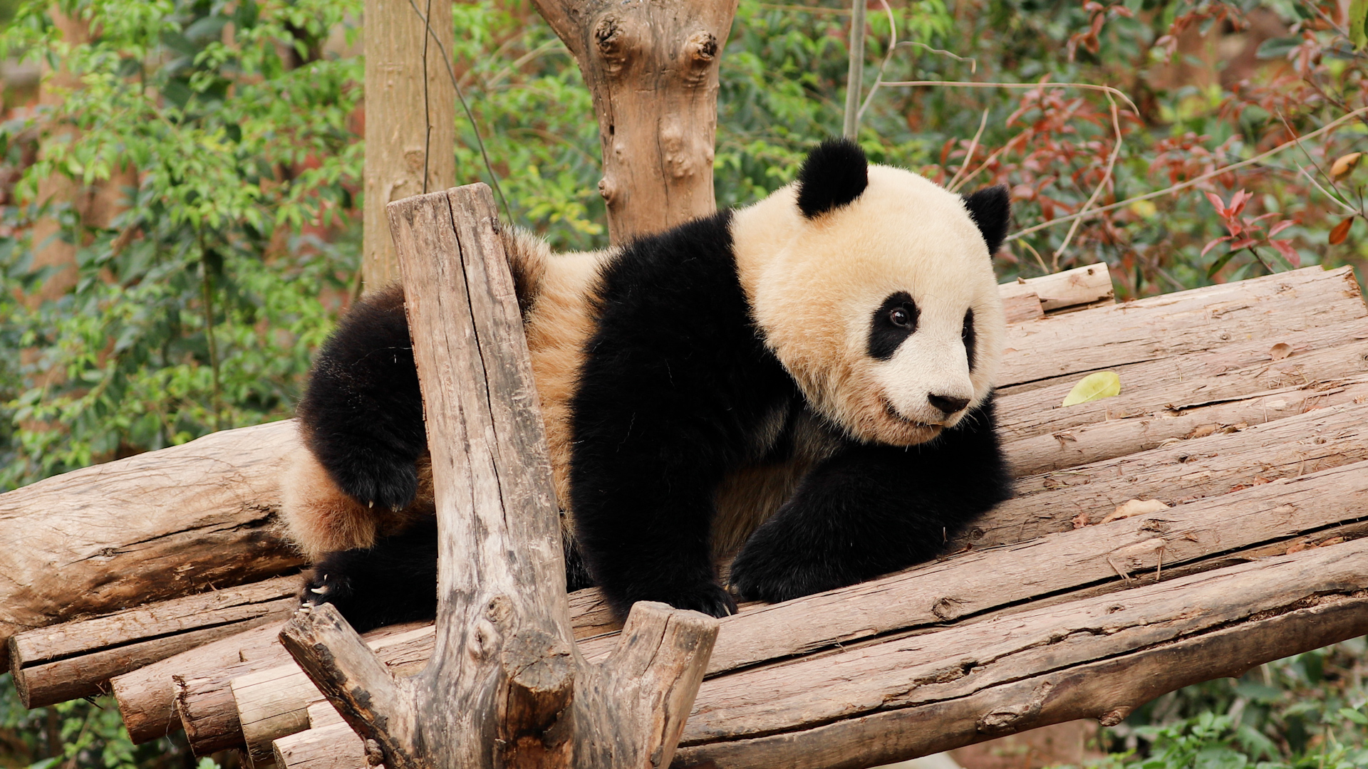 Snack in paw, pose on point. Nao Nao taking 