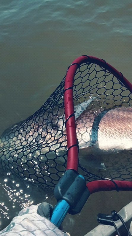 best rubber net for big fish Facikono Large Fishing Heavy Duty Extra Large Landing Net Saltwater Aluminum Fishing Net Telescoping Handle with 6pcs Soft Jig Swimbait, Extends to 72-94in : Sports & Outdoors it gives the savvy angler real Promar Salmon Net Review -