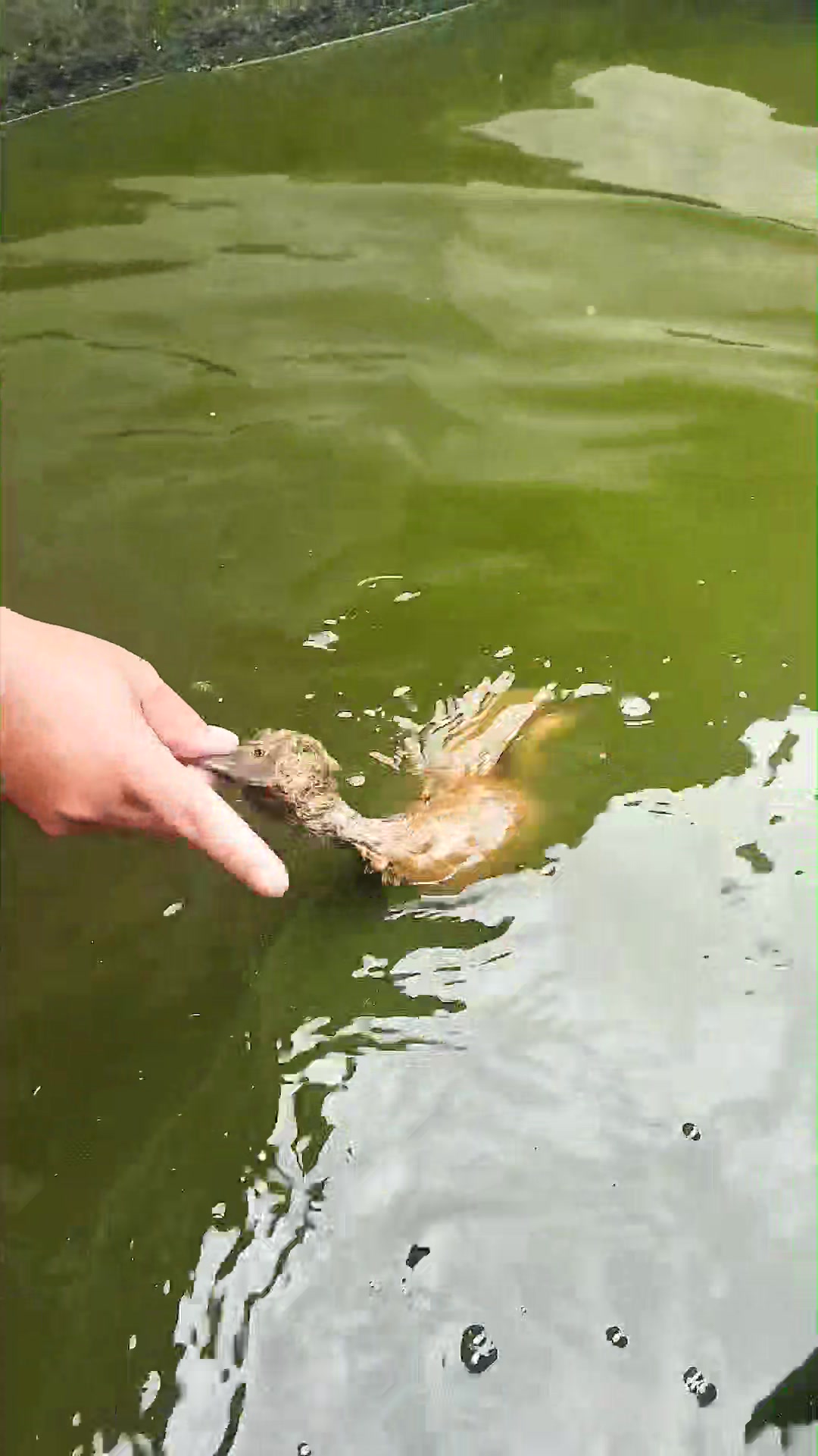 DON’T TRY THIS 😈 Duck carcass waste vs hungry fish🔥 Disgusting or ...