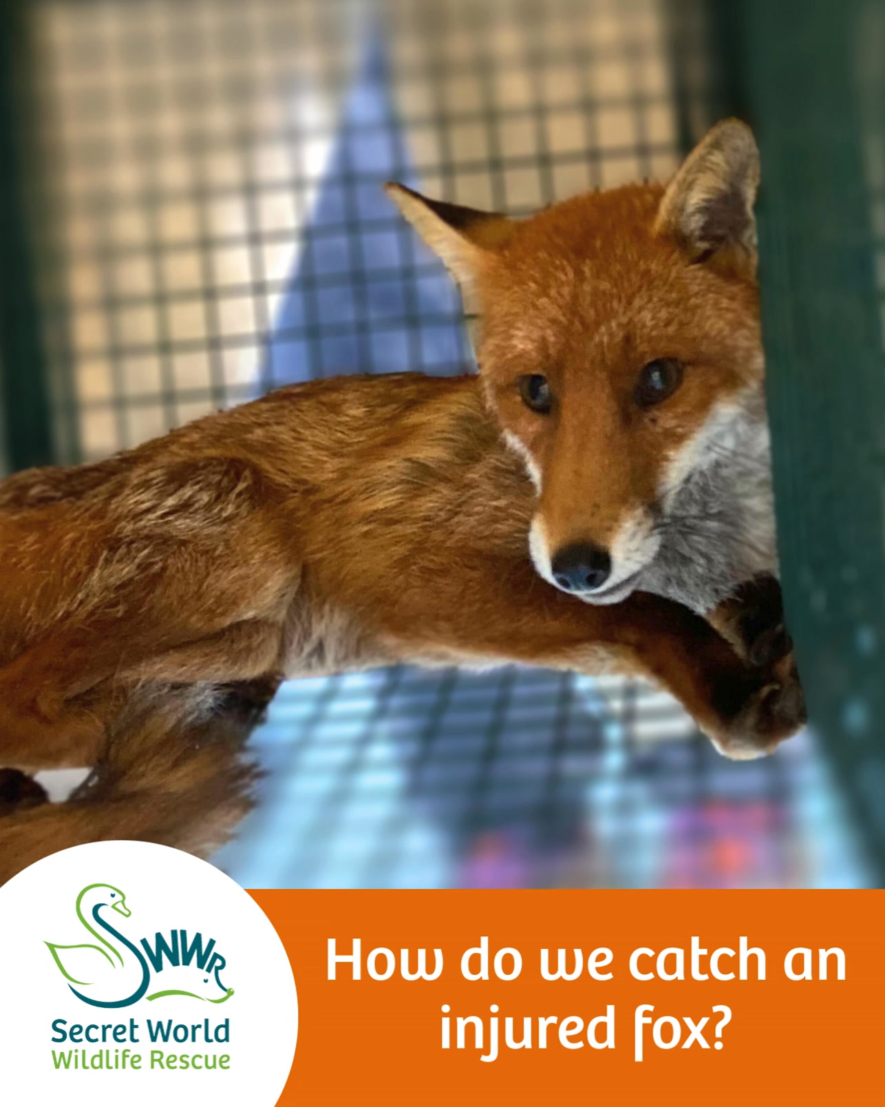 🦊 Think catching an injured fox is easy? Think again. Foxes are highly ...