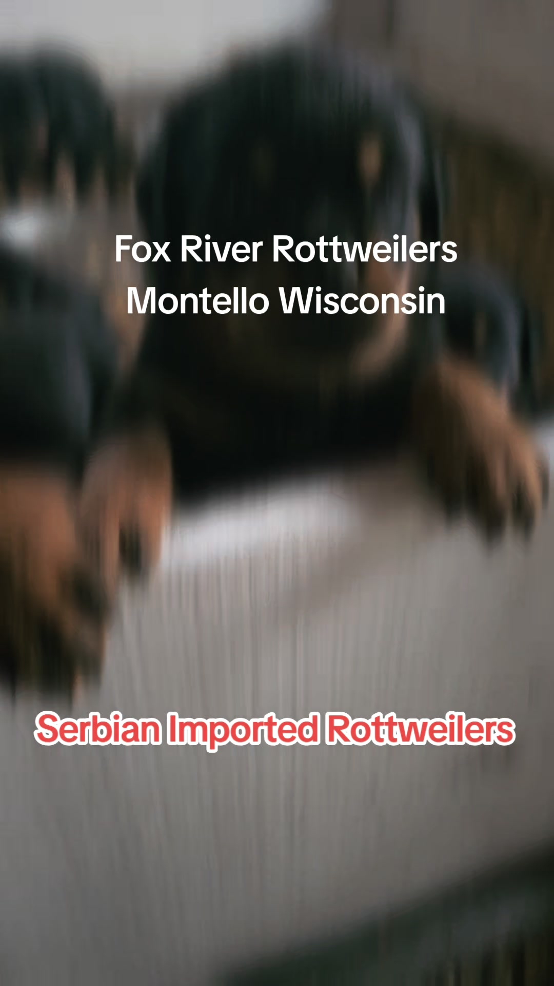 #facebookreelsviral #viralreelschallenge | Fox River Rottweilers 