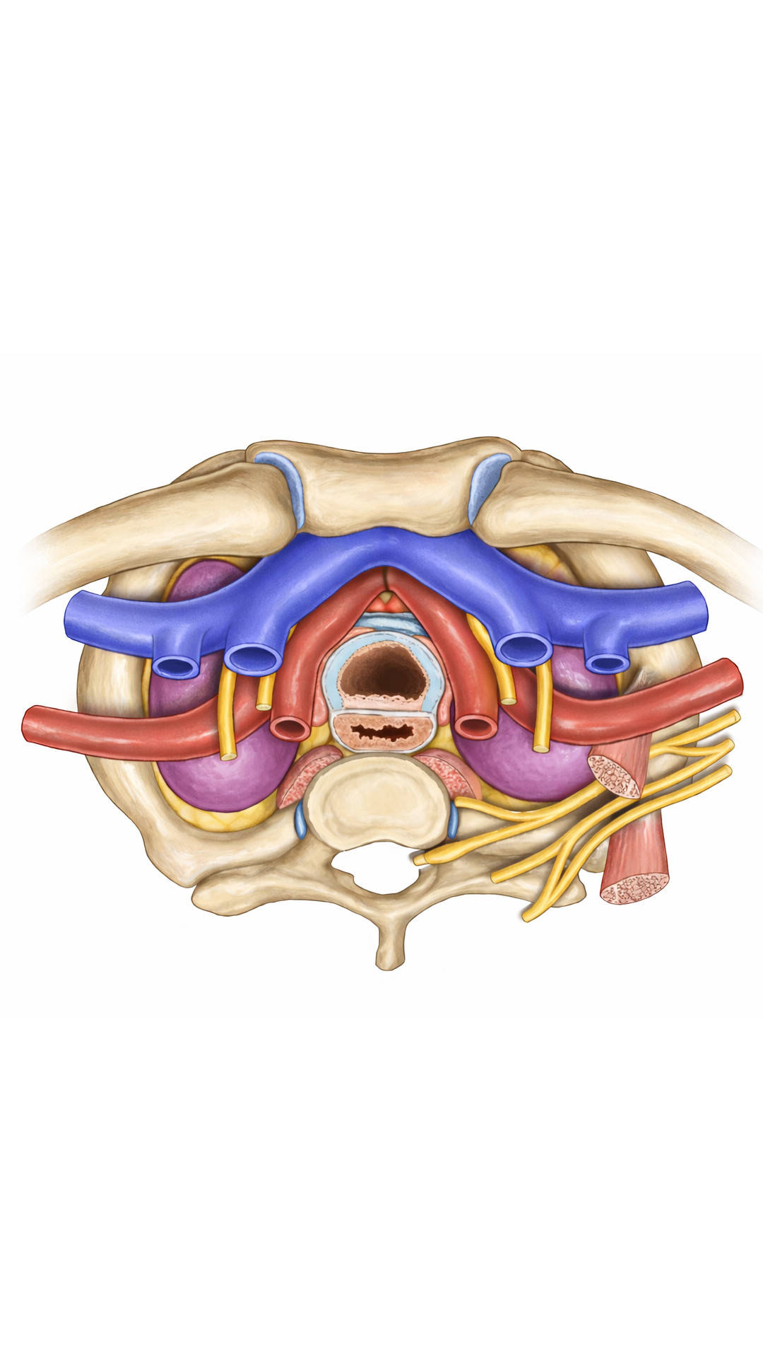 The thoracic inlet is the superior opening of the thorax, bounded by ...
