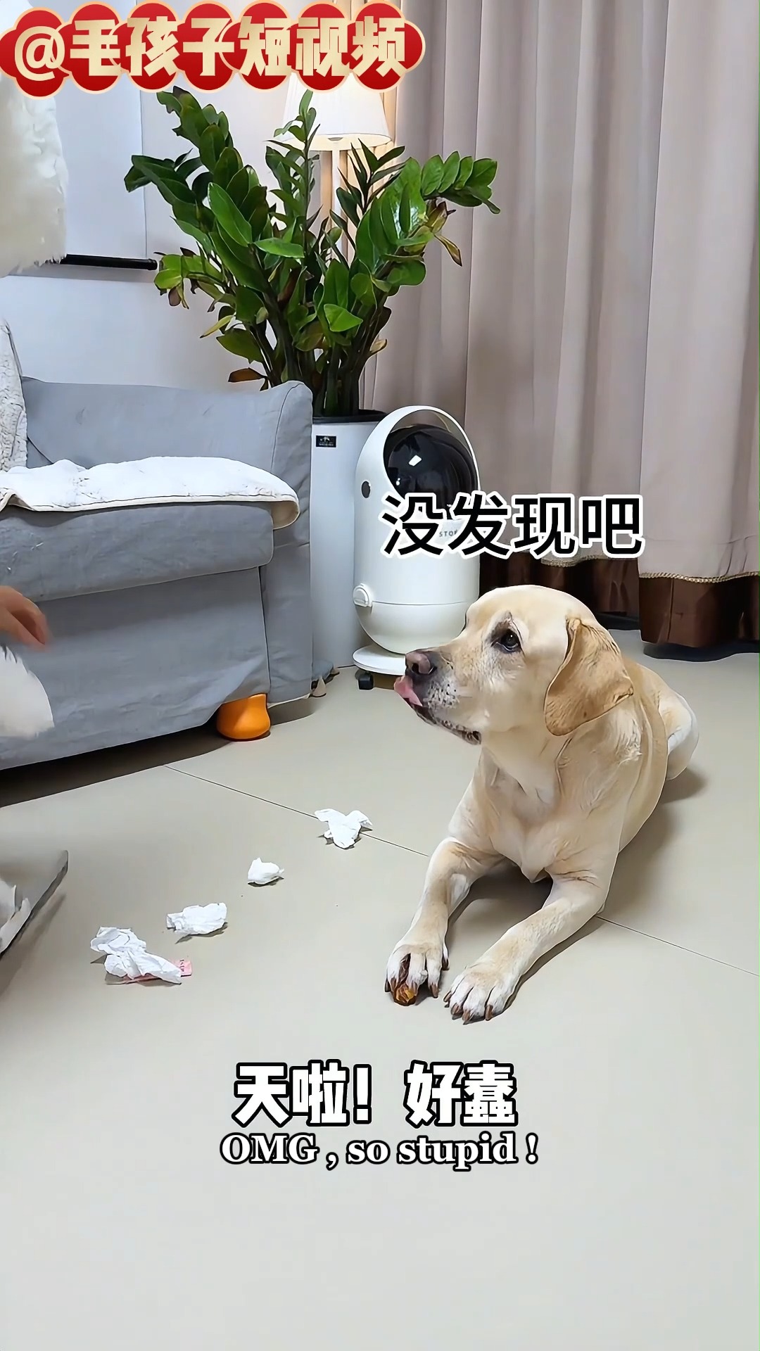 这狗子真傻，捡了芝麻丢了西瓜 #拉布拉多 #狗狗 #dog #reels2025 #doglover | 毛孩子短視頻 | Facebook