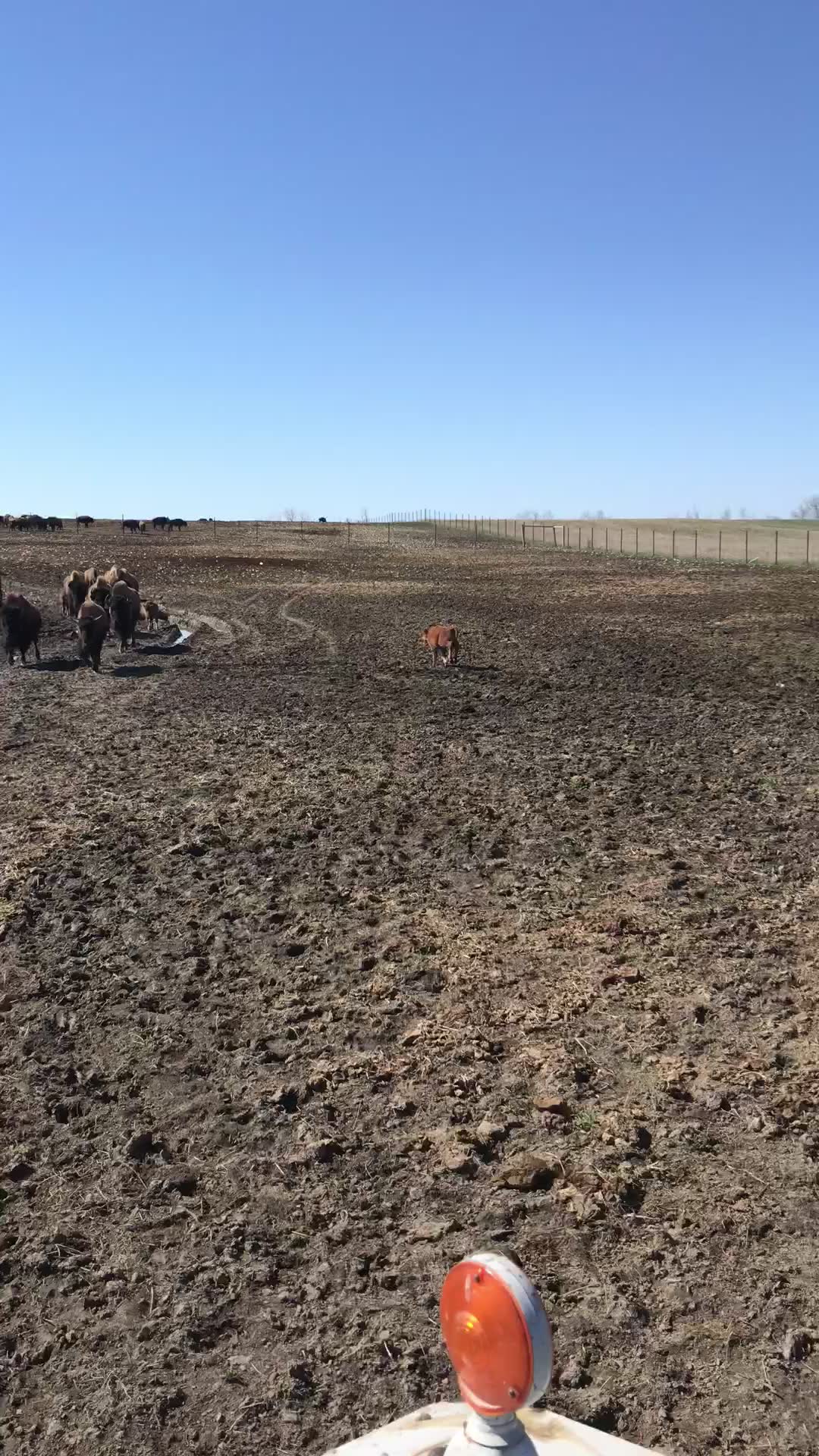 Rocky Ridge Bison | Earlton ON