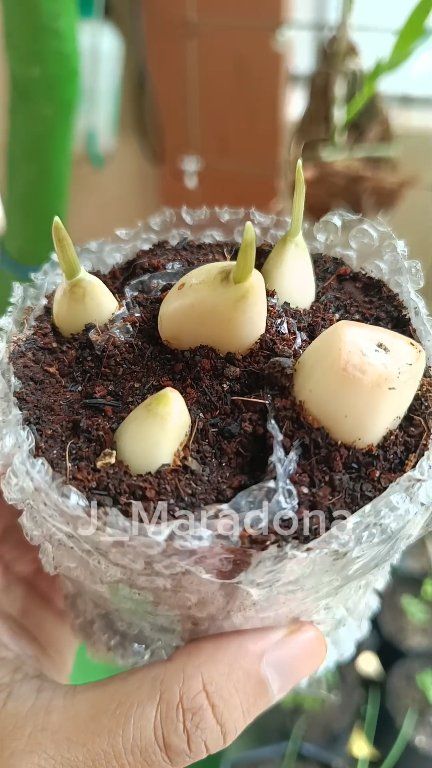 I Tried the Snail Method for Garlic… Here’s What Happened # ...