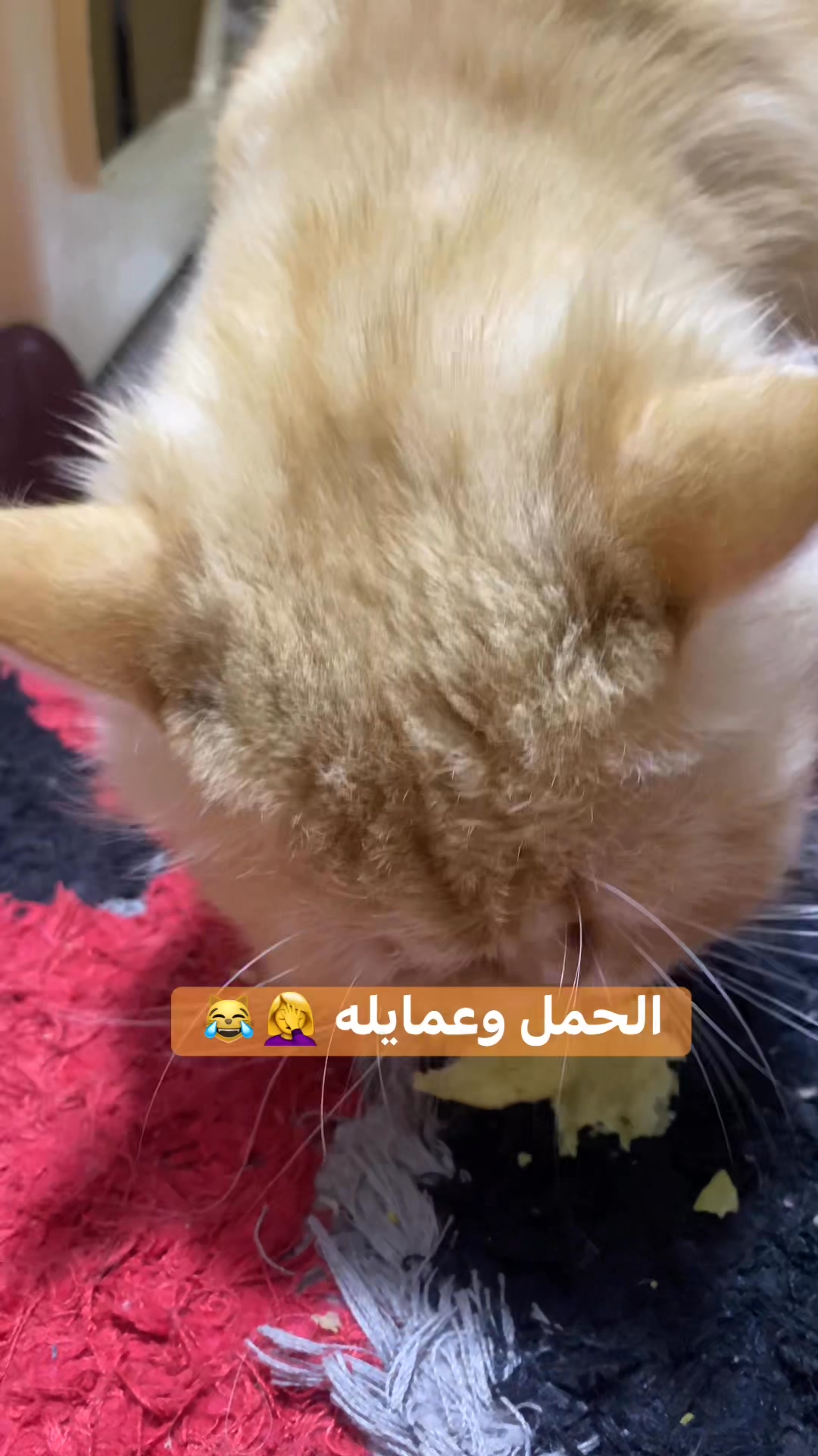 kittenlife-catlovers