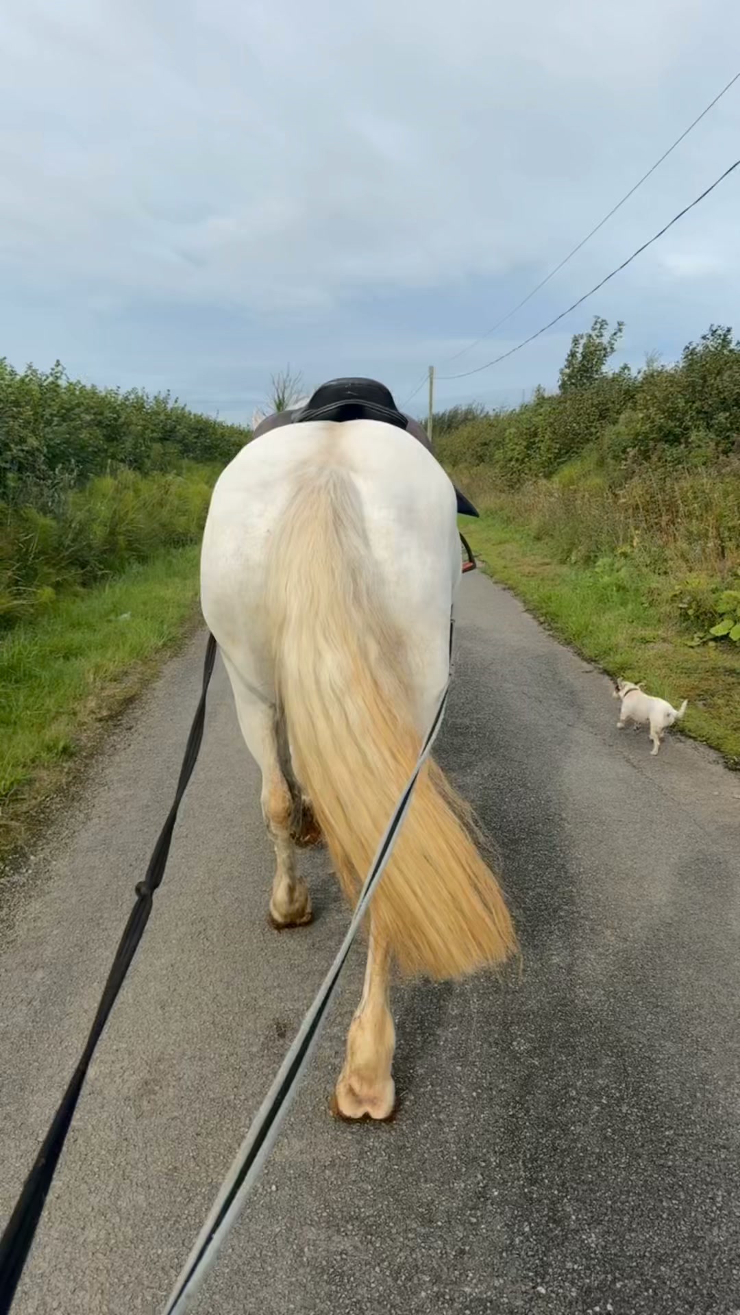 klowes Big Phoebe getting the steps in 💪, Slow and steady coming back into work, building her fitness up 💖 , Grab her now at trade before the end of the week as the more I do the price will increase mpt Flavors:Island Pineapple vitamin b12 injections at