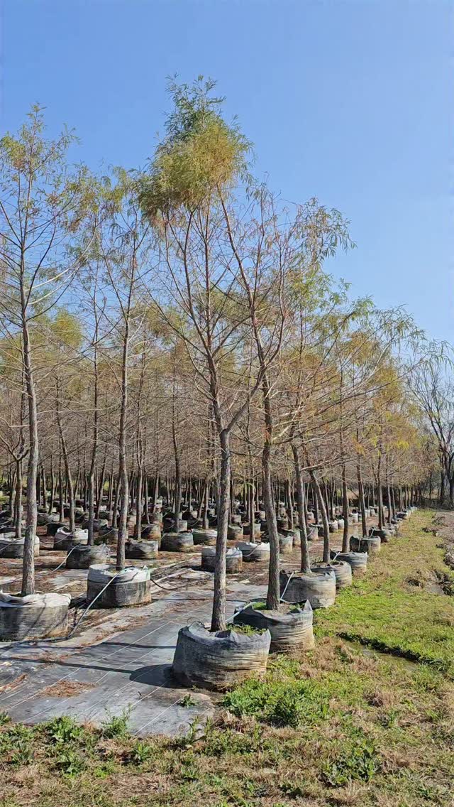 Sabino Ahuehuete Montezuma Bald Cypress Taxodium mucronatum en el ...