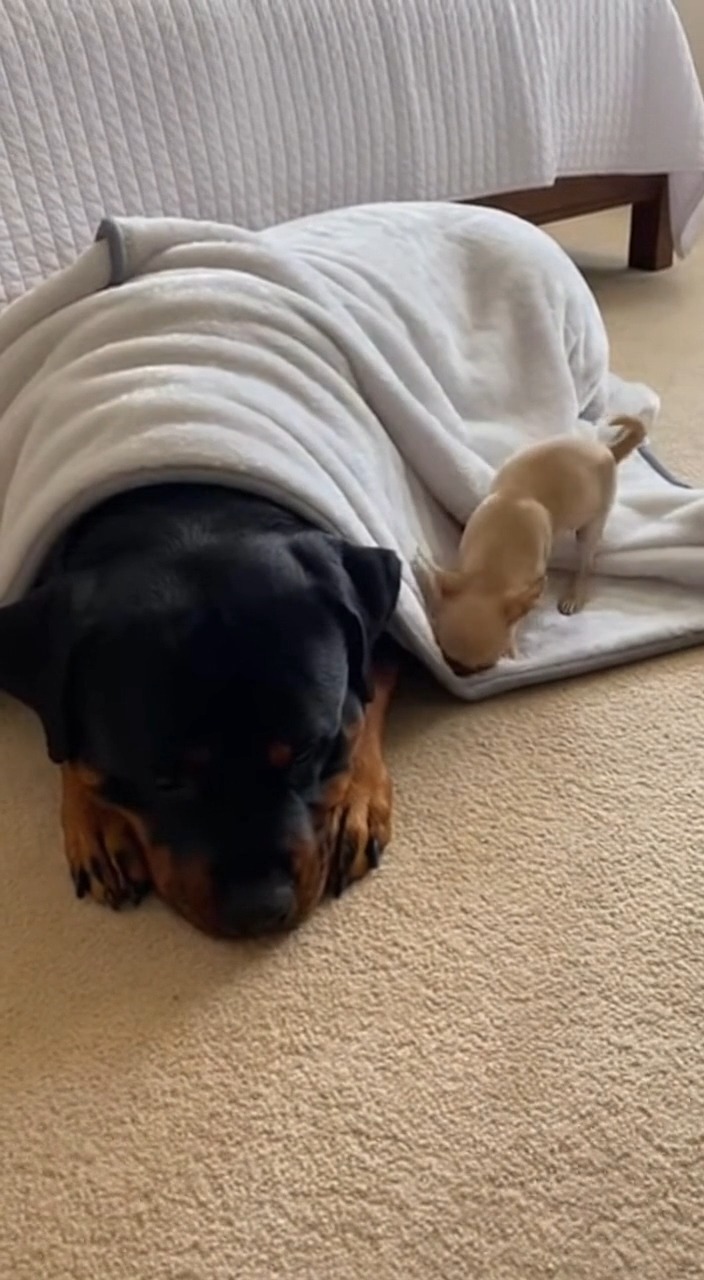 Rottweiler is napping peacefully under a blanket… until a tiny ...