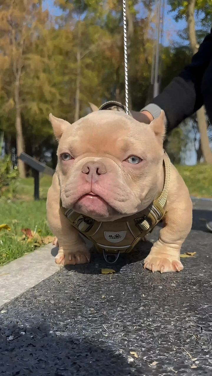 Another day, another breeding for Bello (aka Hope Jr.) 💪🐾 This boy is ...