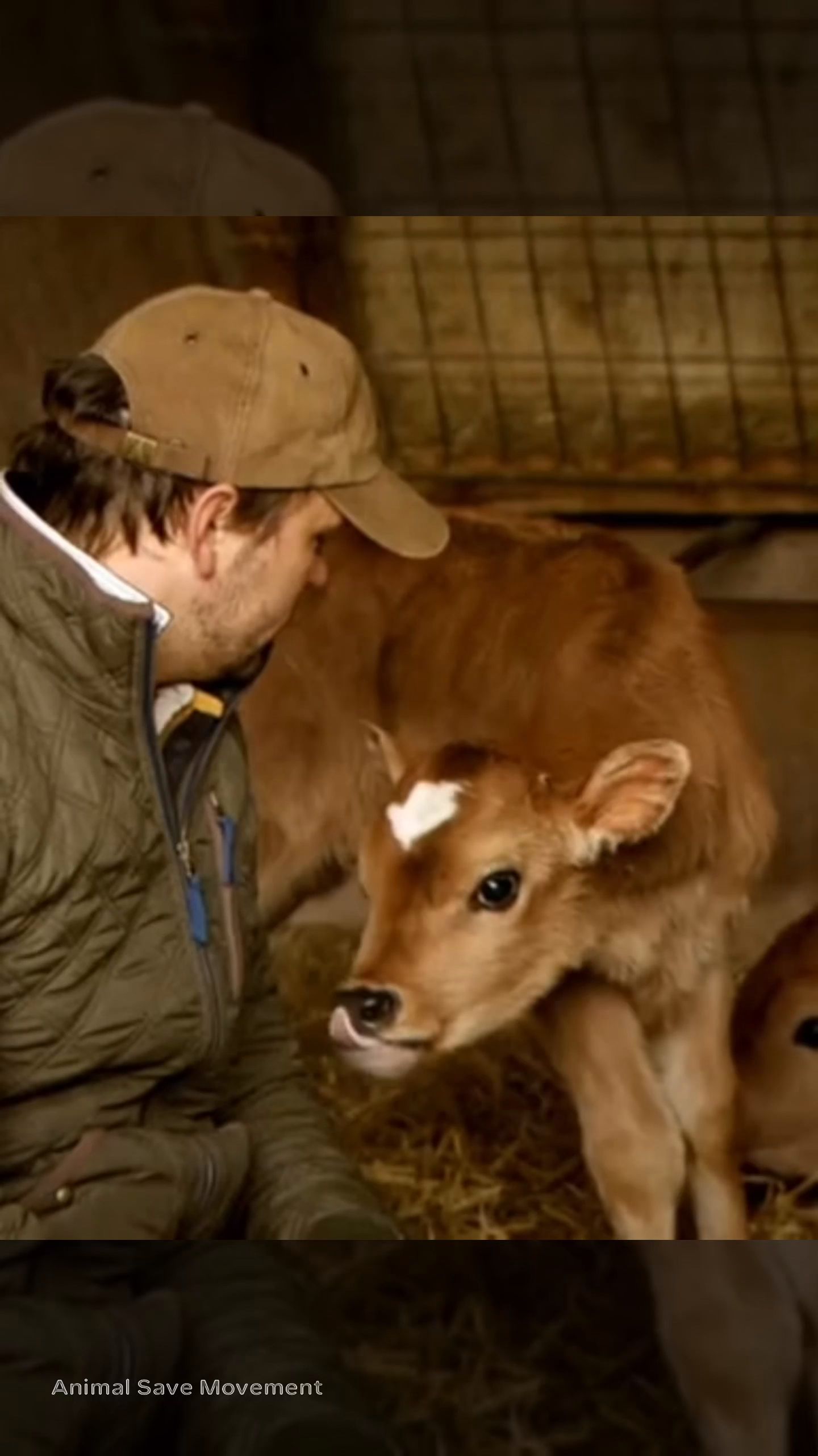 Every glass of cows' milk is filled with grief and violence. Each year ...