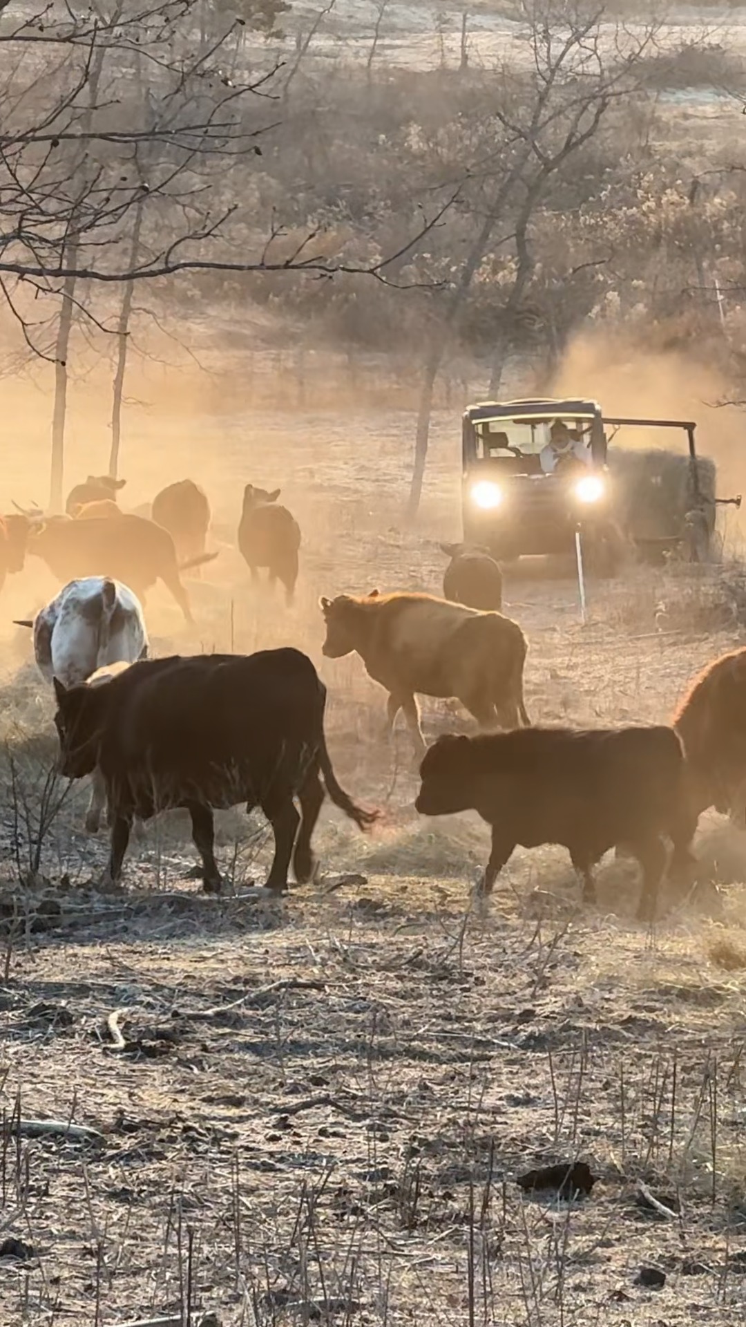 Not sure who loves hay day more... us or the cows? #FarmReels # ...