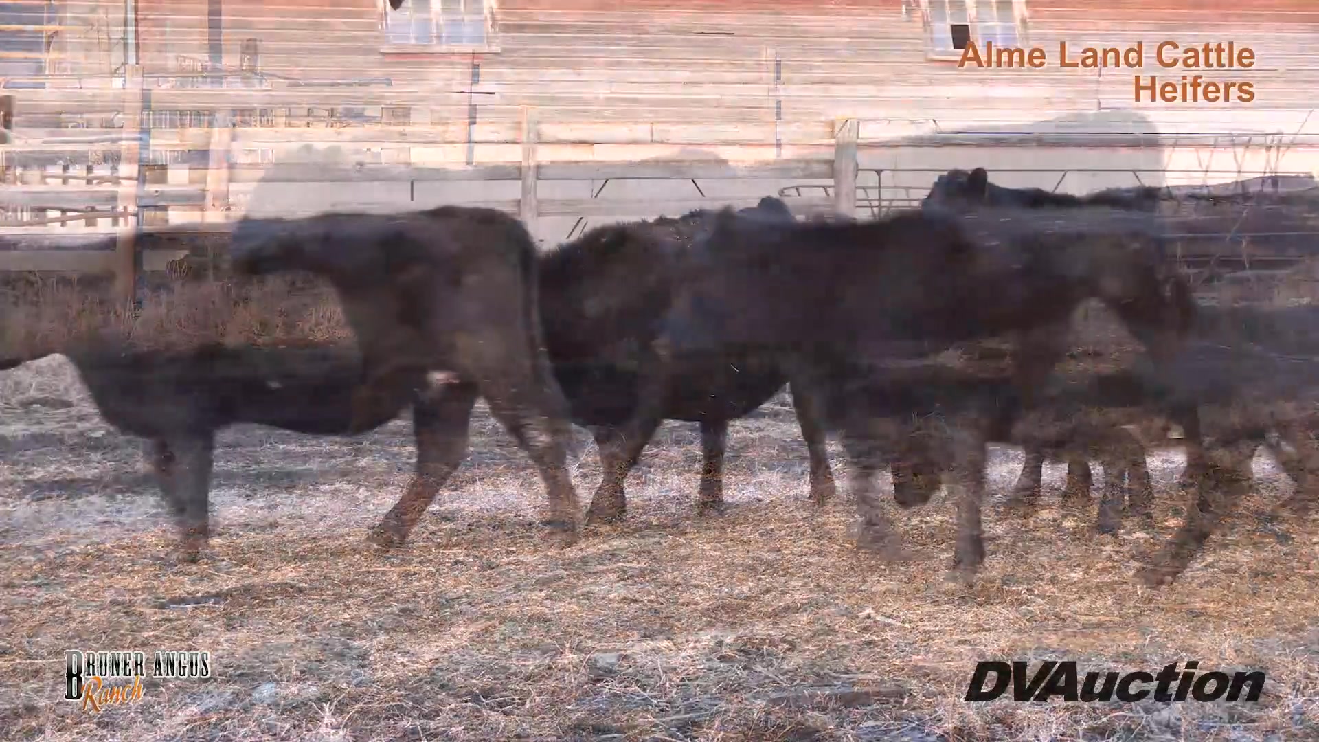 TJ and Rhonda Alme, and Justin and Karen Alme: Alme Land and Cattle ...