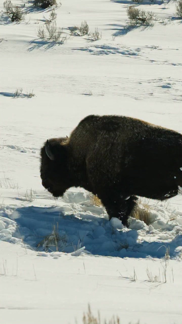 America’s Animal. I’ve always loved the idea of calling my home a place ...