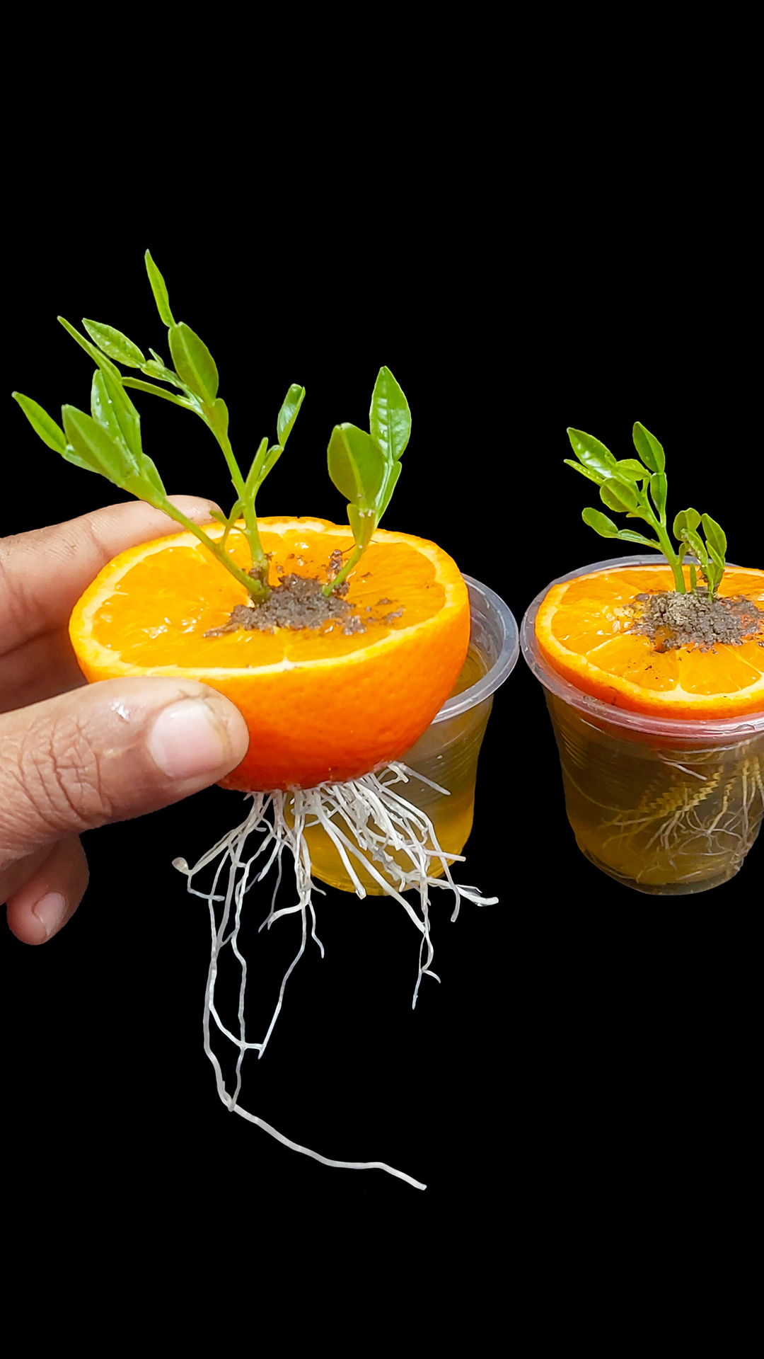 Growing orange plant at home from fruit | Step-by-step gardening guide ...