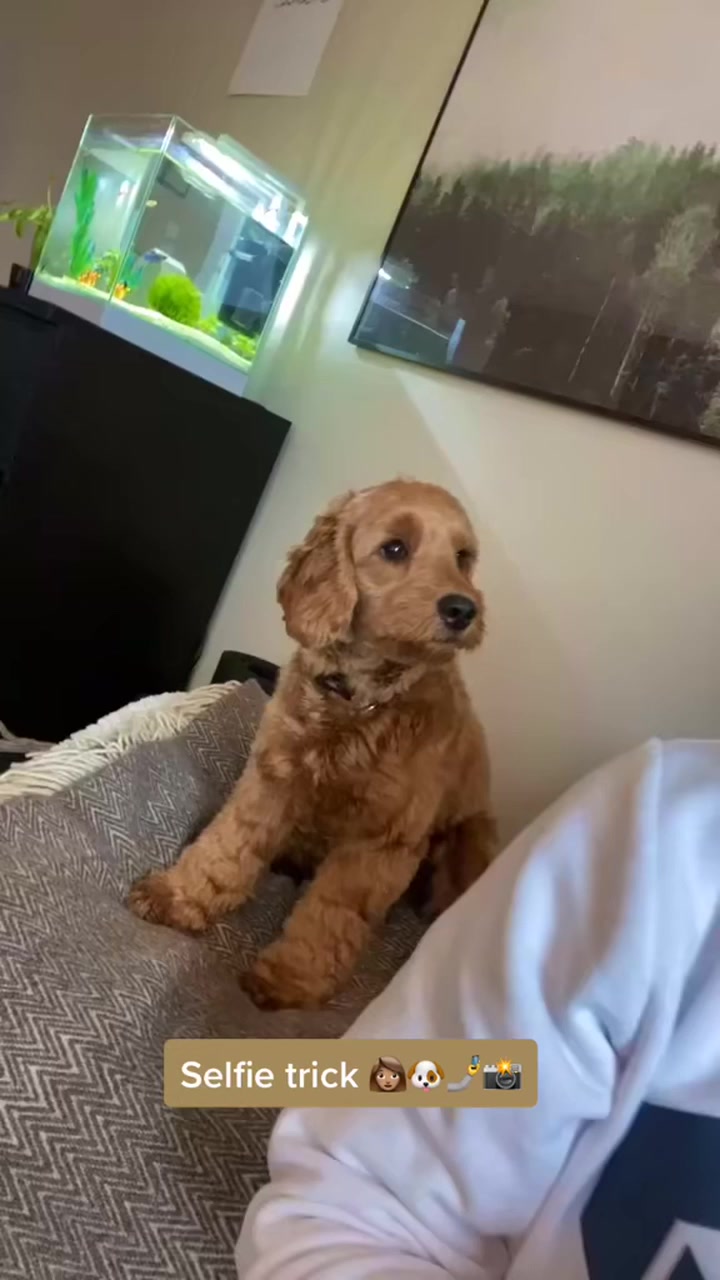 👩🏽🐶🤳📸 #cockapoo #selfie | viljacockapoo | Facebook