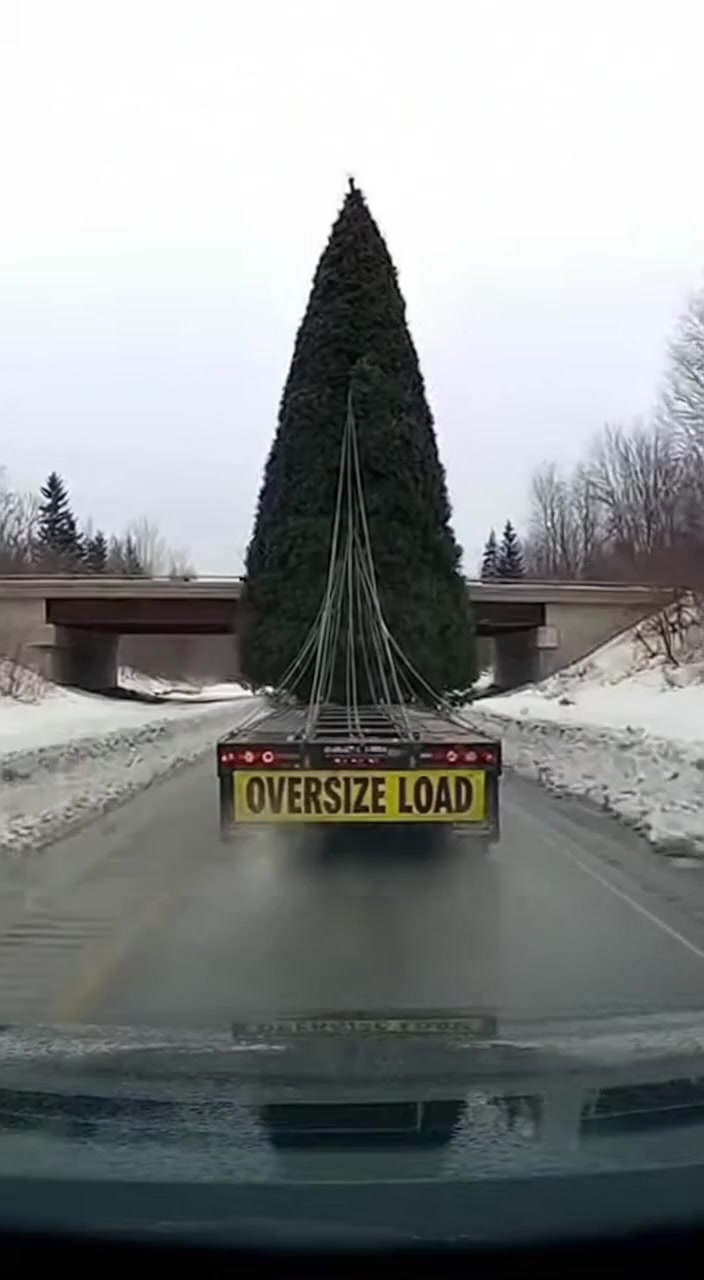 Oversize Load Fail Giant Tree vs. Low Bridge! 🎄💥 #OversizeLoad # ...