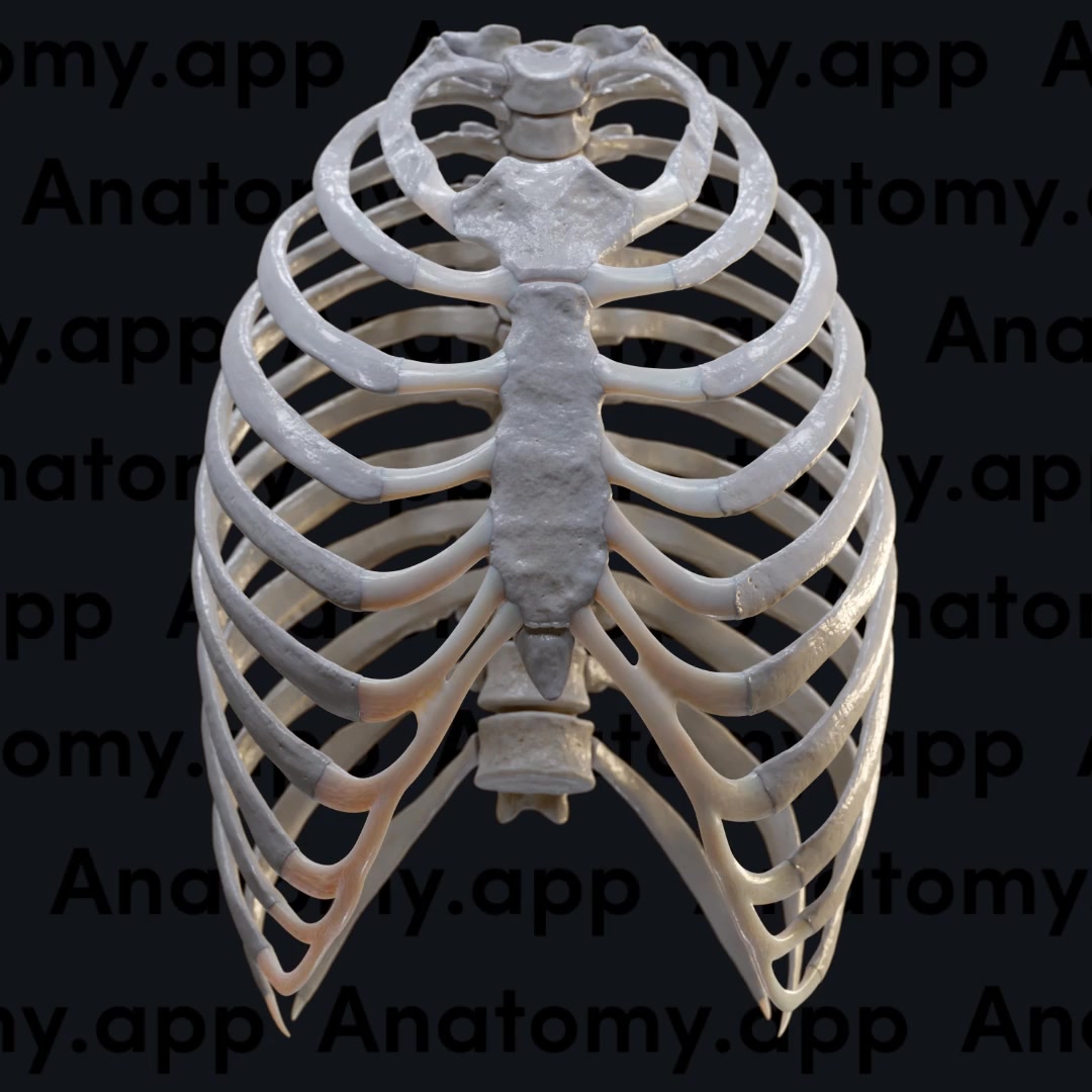 During inspiration, the ribs move upward and outward, increasing ...