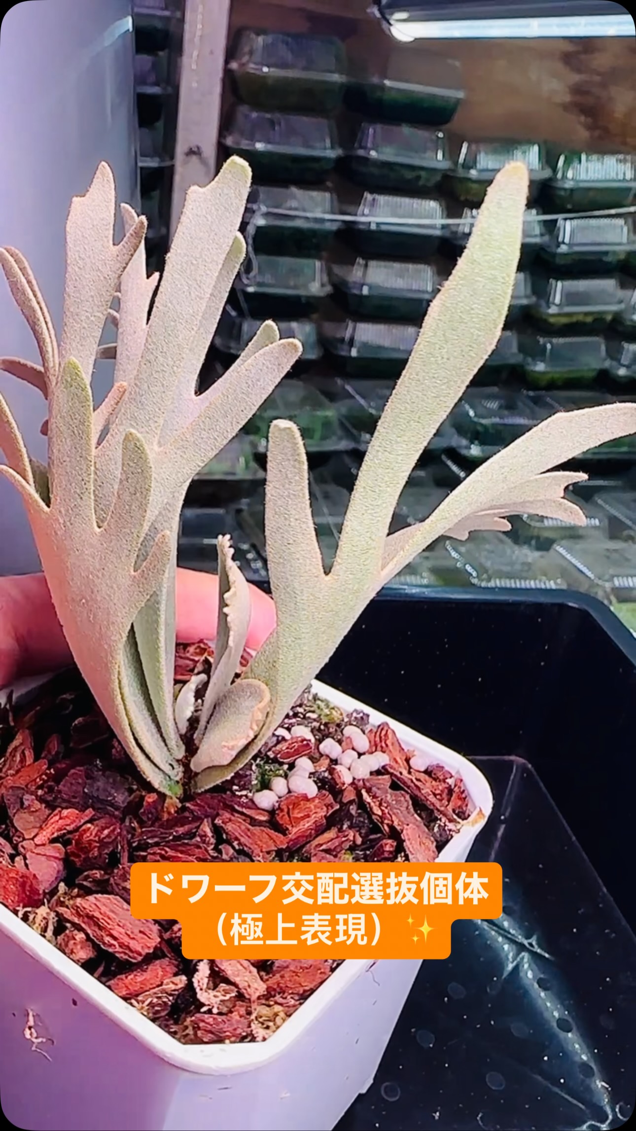 Kai鹿角蕨療癒農場 - 侏儒OMG《 P. willinckii OMG sporeling 》極致