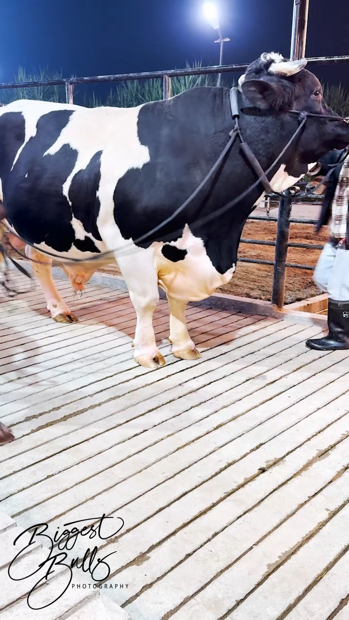 Hefty holstein friesian bull | Biggest Bulls Photography | Facebook