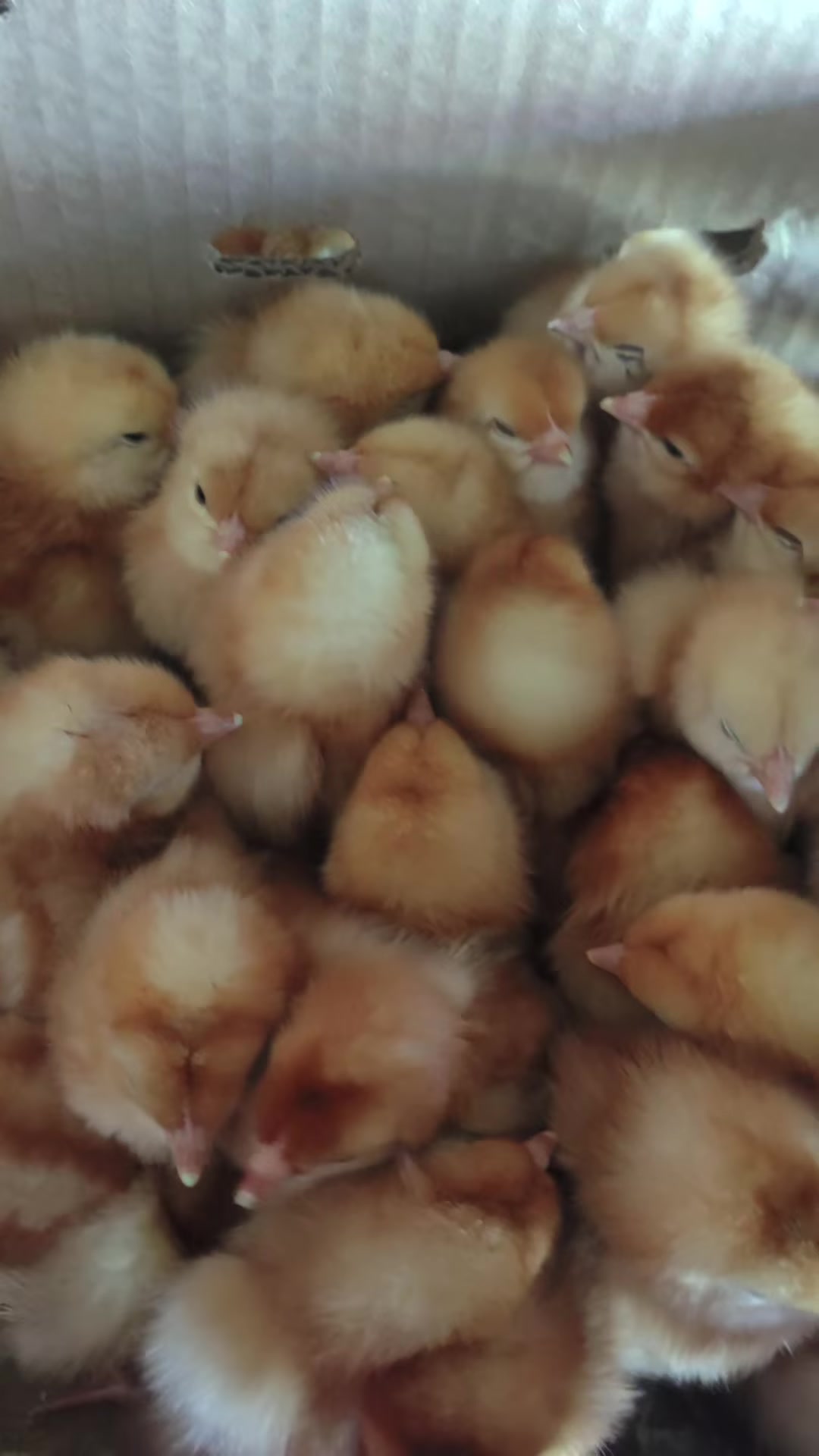 Lohman brown layer chicks R2500 per box of 100. We are in Irene ...