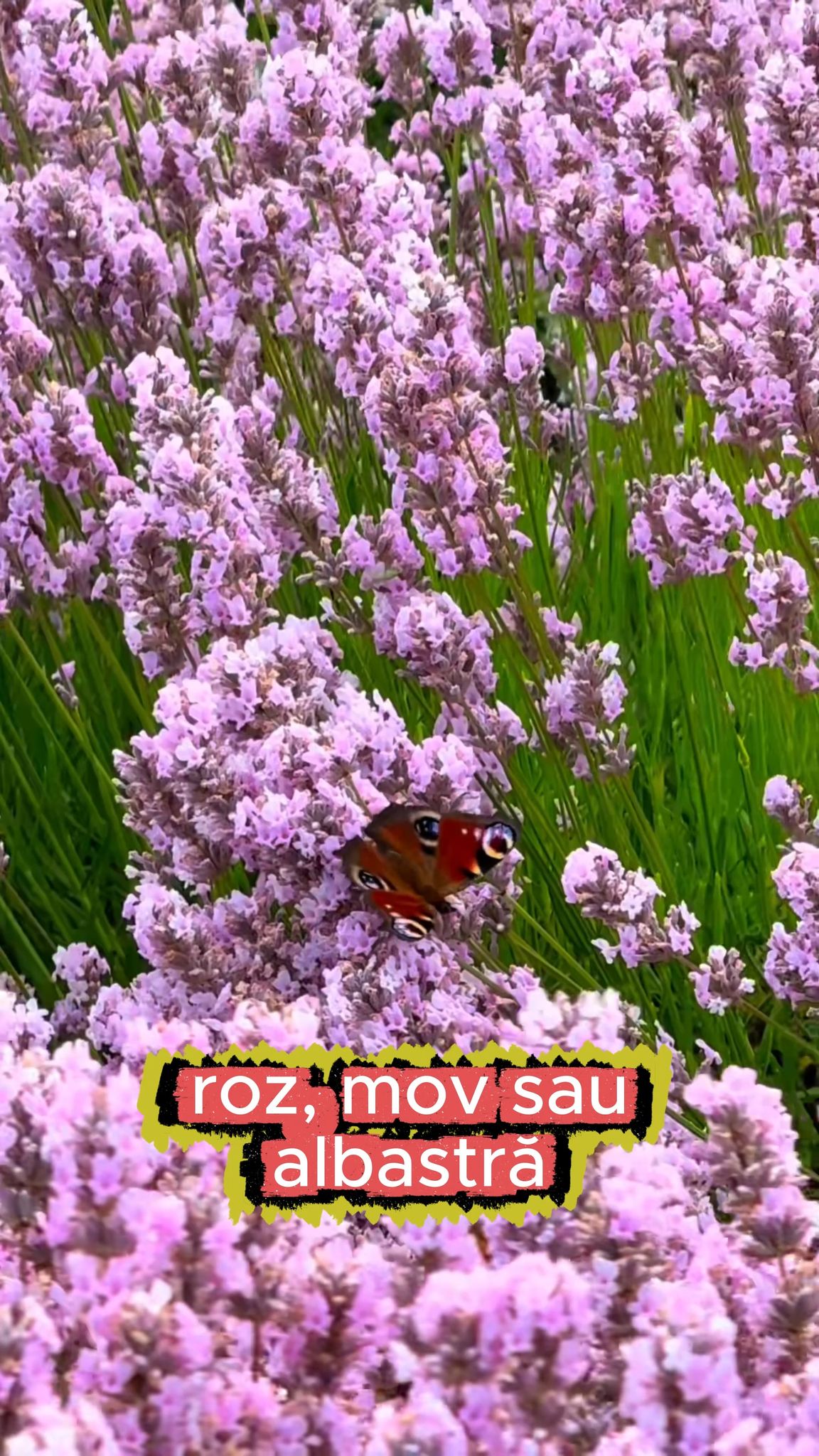 Grădina cu Smochini - www.smochini.com