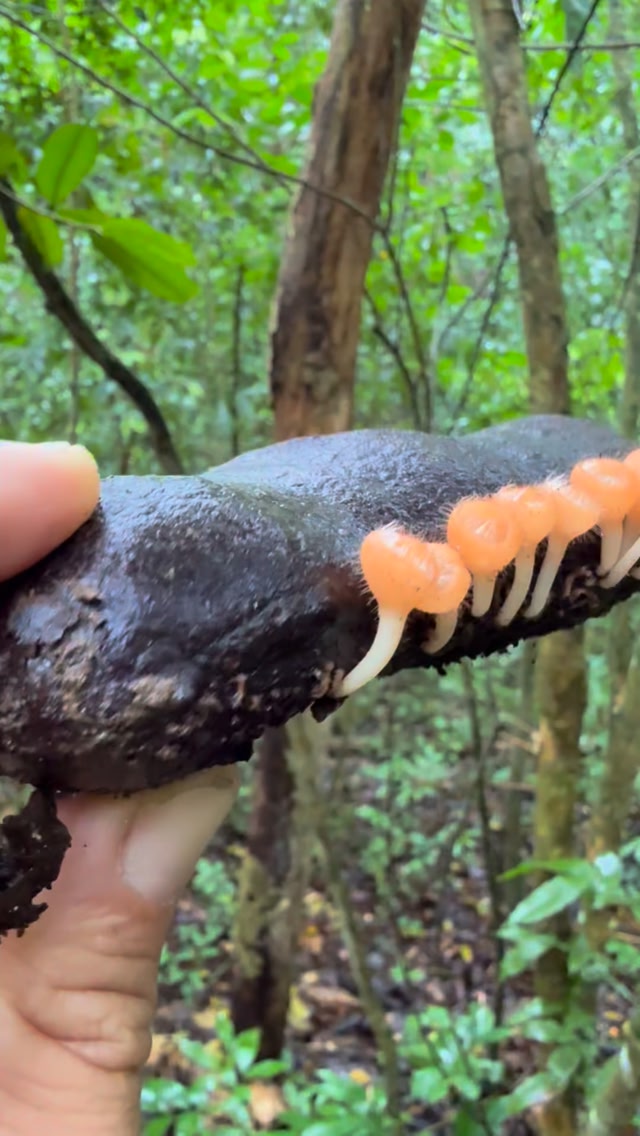 Hongos (Cookenia tricholoma) creciendo en los frutos caídos de un arbol ...