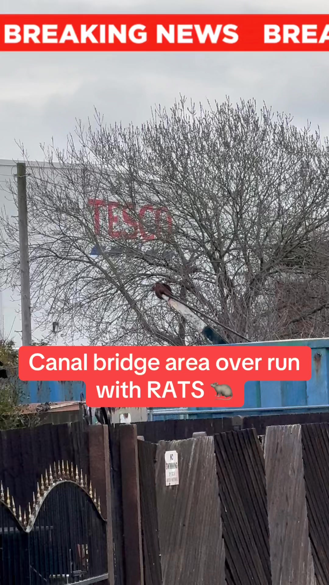 Rodent Riviera: The Litherland Canal Bridge Experience No One Asked For ...