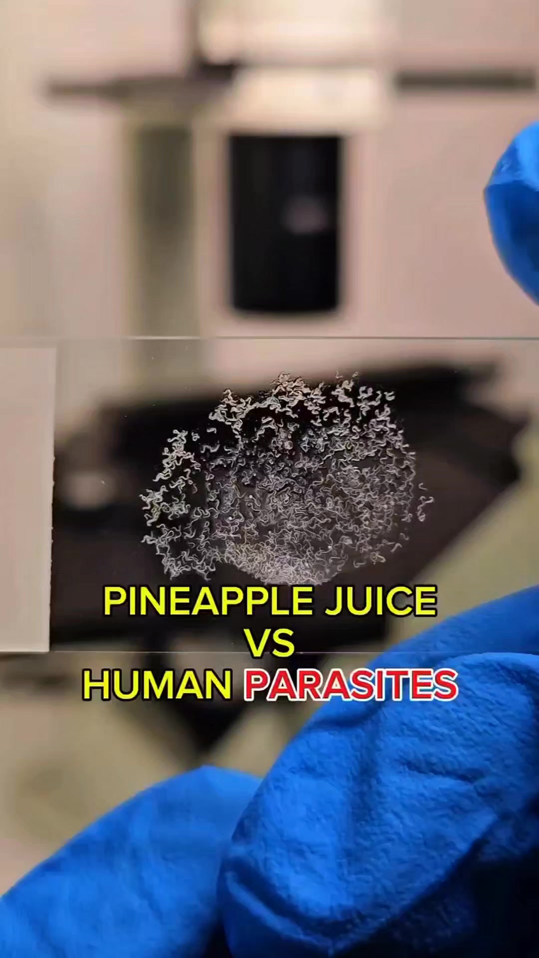 Piña VS Parasitos Bajo el Microscopio 🔬 #microscopio #piña #parasitos # ...