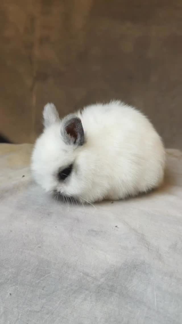 #bunnyoftheday #gooseberryrabbity #netherlanddwarf #bunnylove # ...