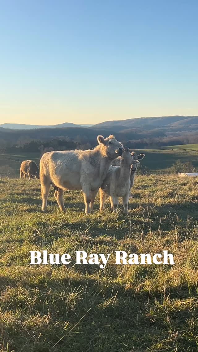 Blue Ray Ranch