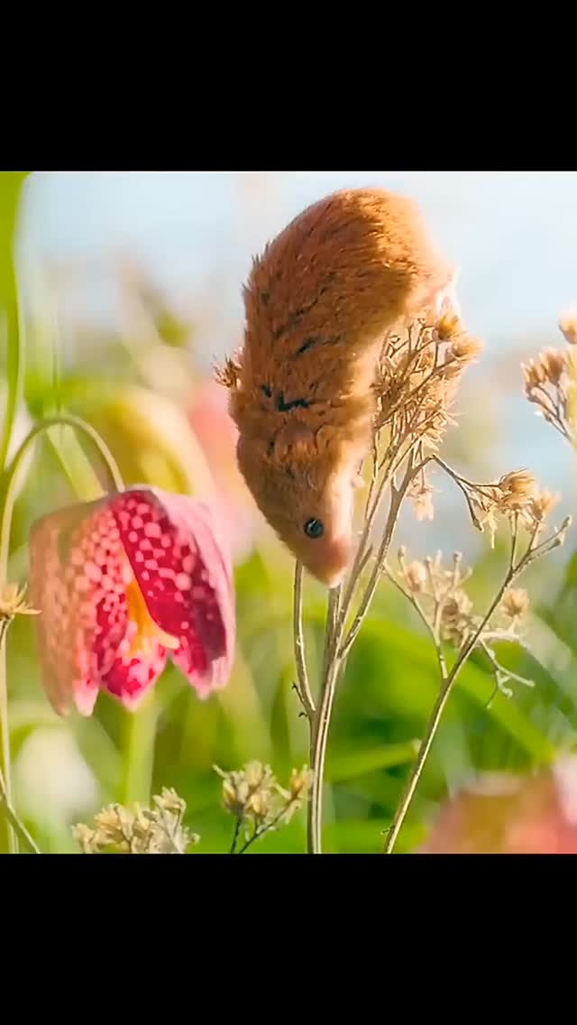 The kissing mouse, short but sweet | The Mouse family that live by