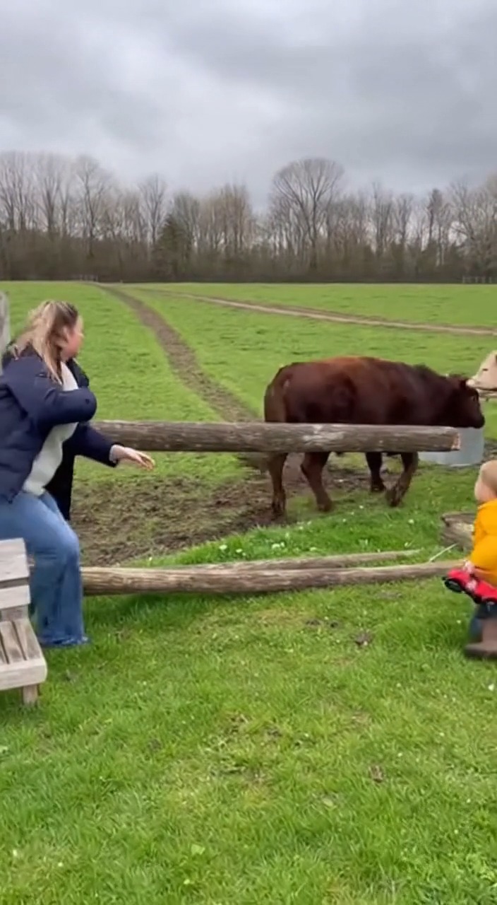 Bull Charges Fence As Child Plays Near Pasture Abilene, Texas — A tense ...