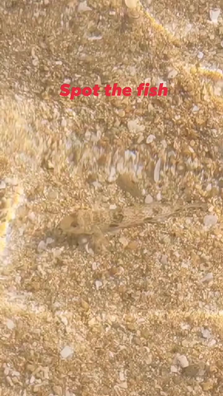 What are these clear little fish found on the beach?