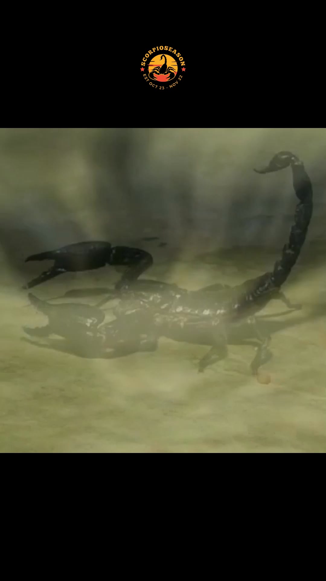 Scorpio isn’t just one sign—it’s three. ♏🔥 The Scorpion, The Eagle, and ...