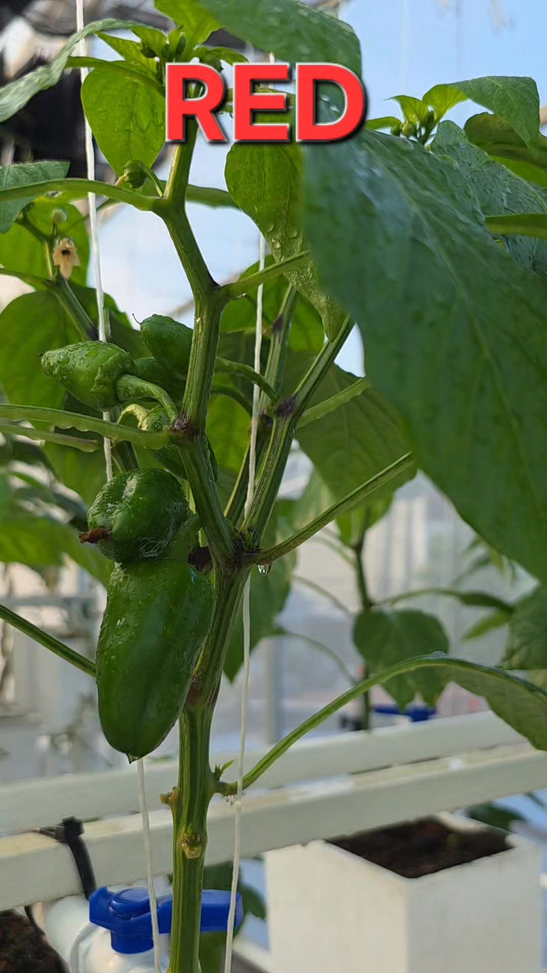 From blossoms to a colorful harvest Our peppers are now setting their ...
