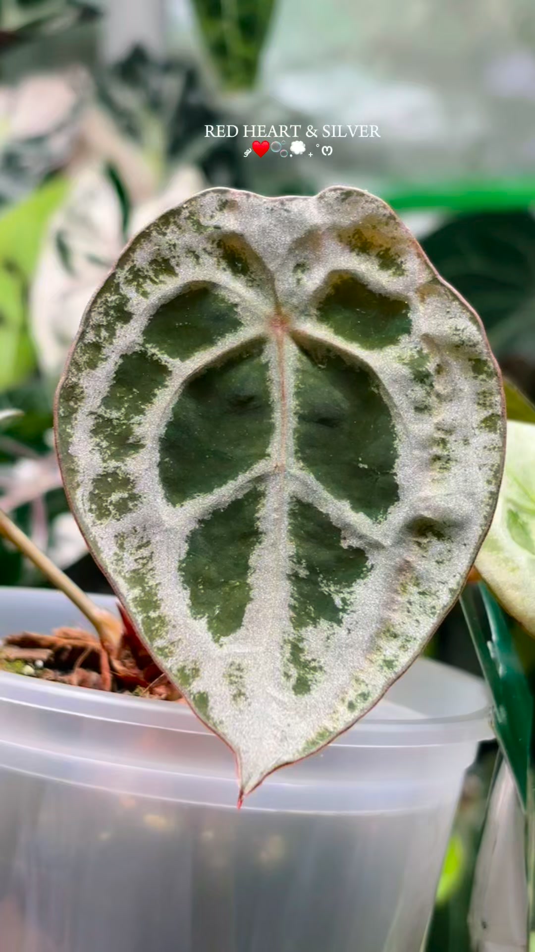 Red heart. Silver sheen. ❤️🤍 Anthurium 'Diamond Shield', bred