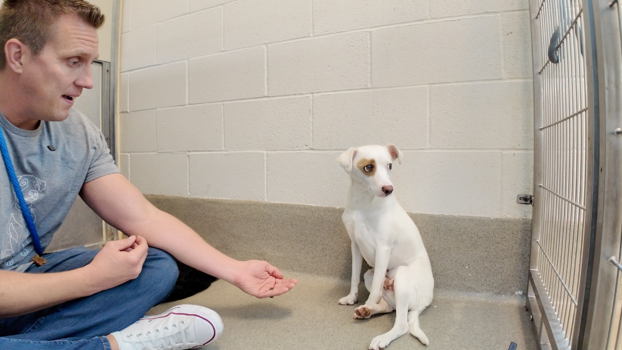 Loyal Dog Waits By Shelter Door for Family to Return, then something ...