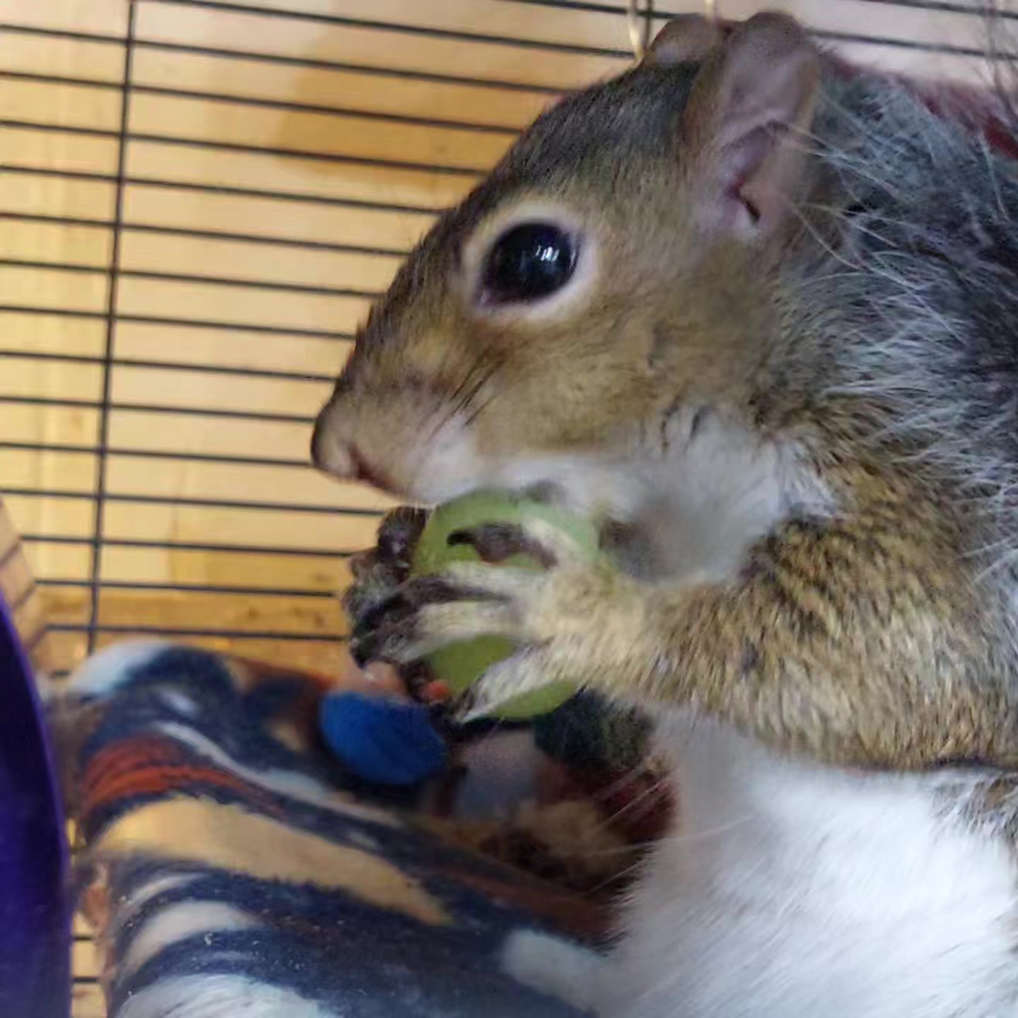 Elliot, eating a grape with zero shame. None. Not a scrap of ...