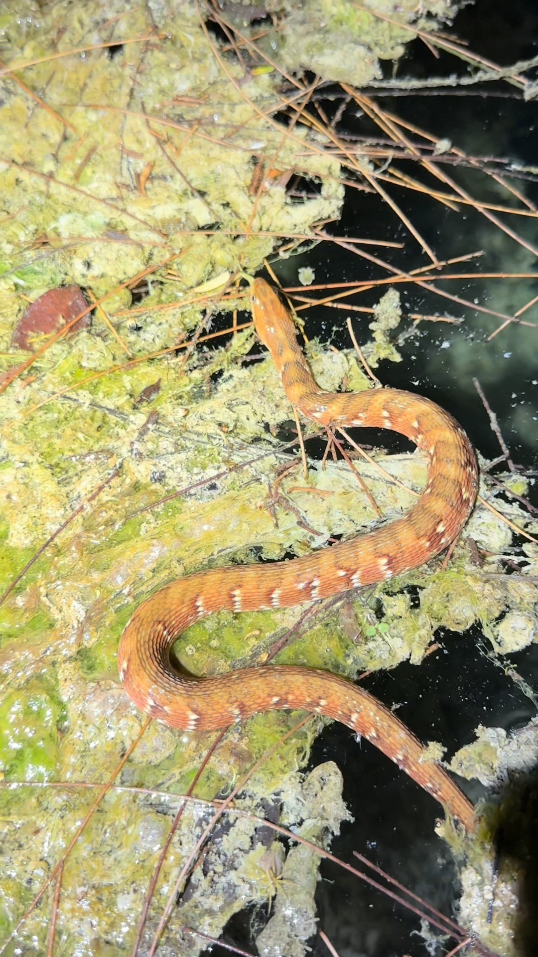 Looking for a 20 foot Burmese python! #everglades #snake #python #pet # ...