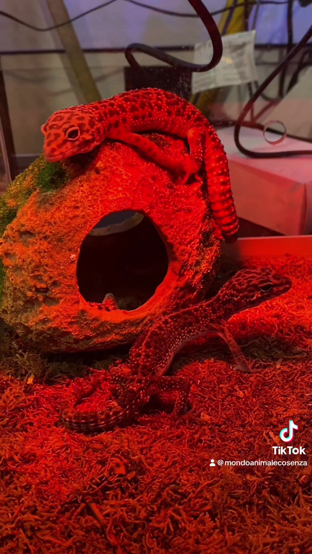 Gechi leopardini disponibili😍 negoziodianimali rettili  