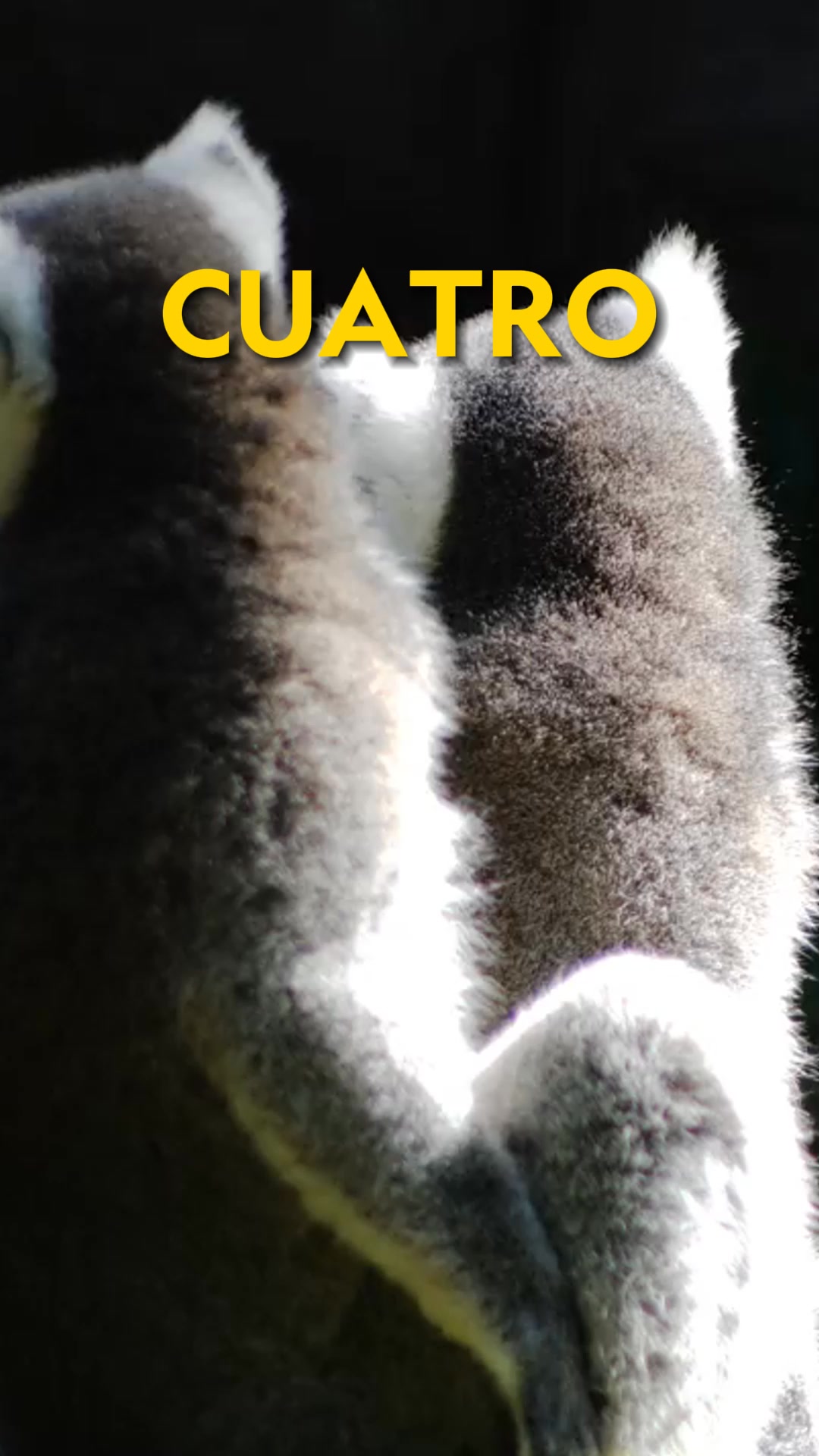 Sabes cuál es la diferencia entre un «mono» y un «simio»? 🐒 Te lo ...