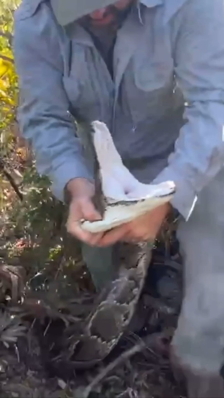 6,300 pounds of pythons: The Conservancy of Southwest Florida, a ...