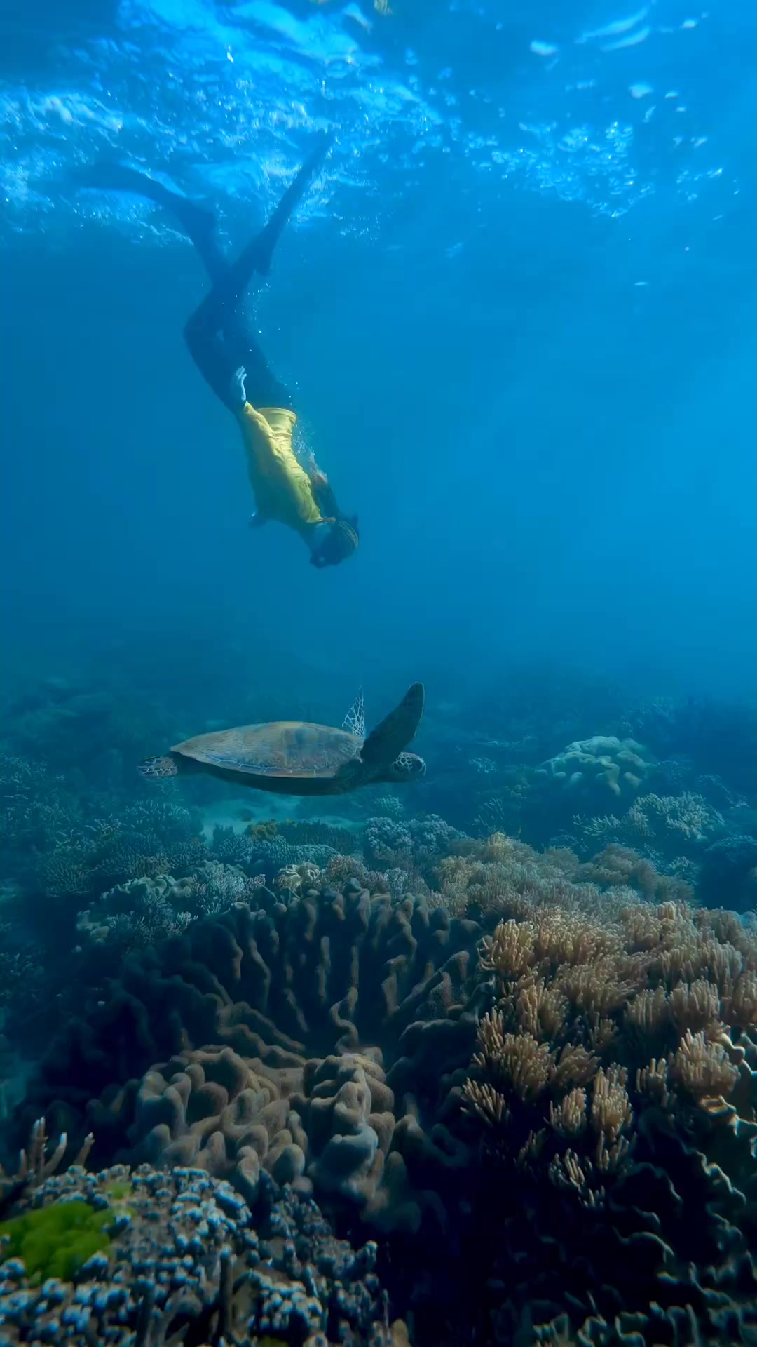 Turtle tranquillity ️ Swimming alongside one of the most graceful and ...