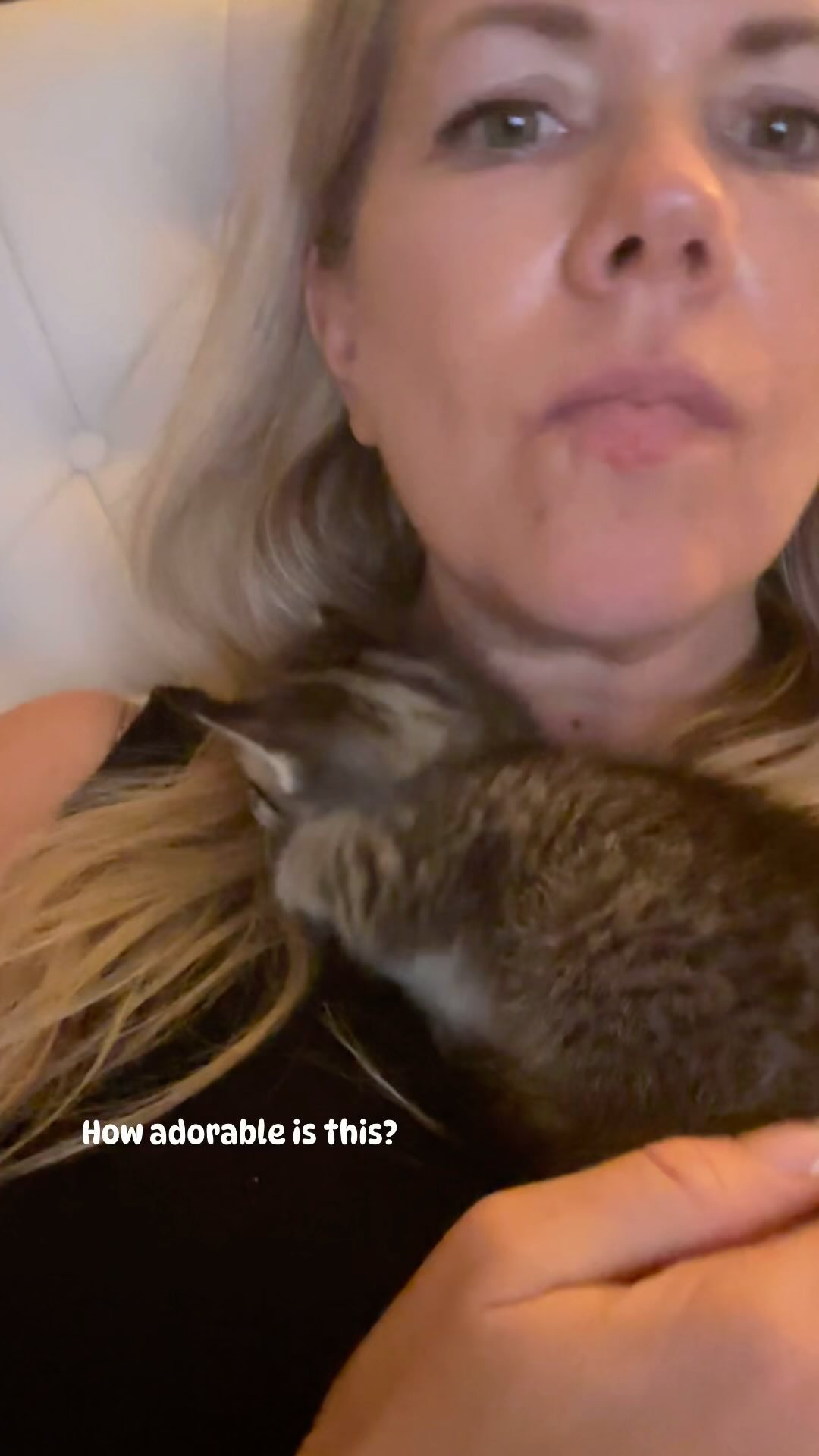 I just can’t with this cuteness? Who wants a cute cuddly kitten? 🙋🏼‍♀️🙋 ...