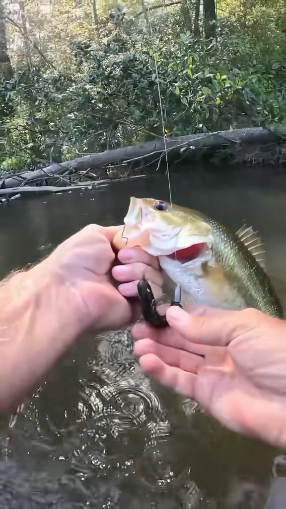 shimano 400 electric reel Tranx B Baitcasting Reels Alligator Bait - 2013 Shimano adds to the Fishing Lure Bundle Pack:2