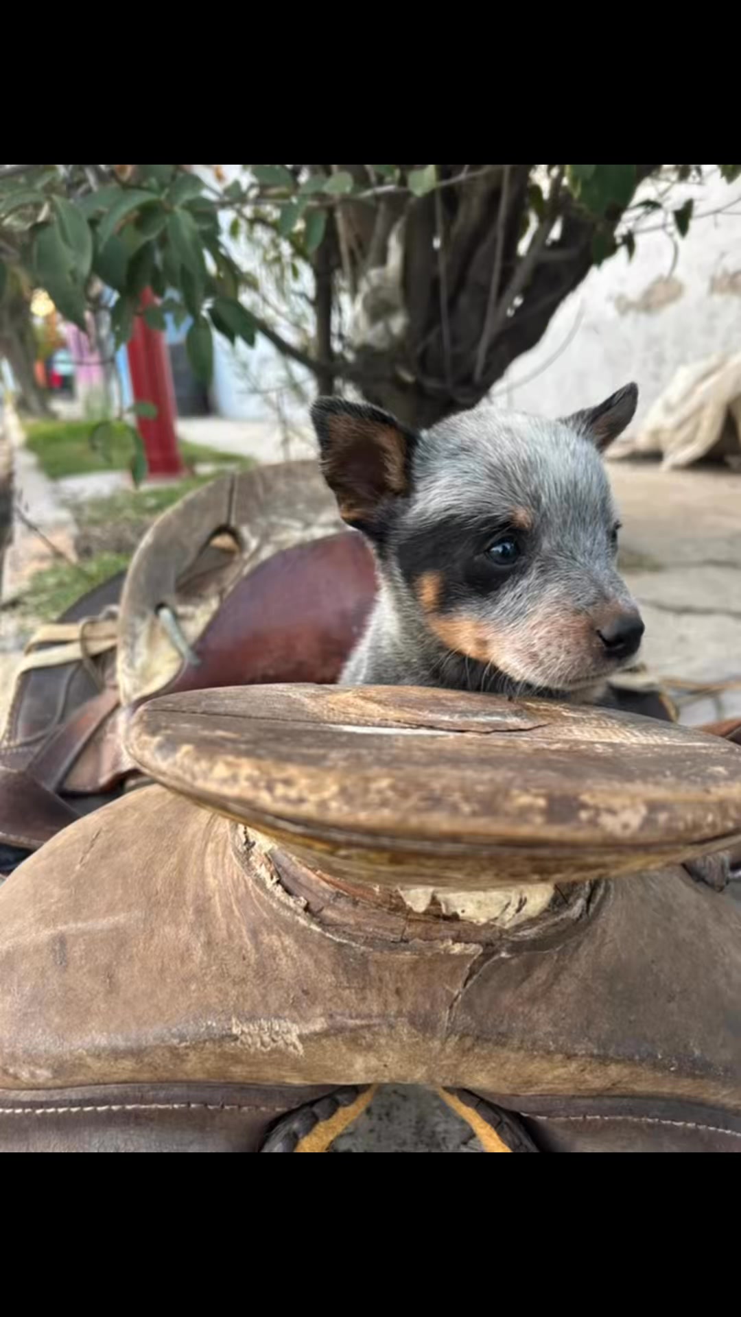 Criadero de Blue Heeler 