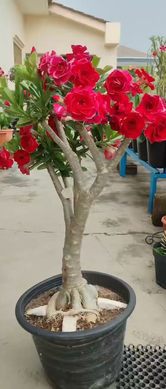 11寸盆，壮壮占木，Van Hue 7，爆花品种，喜欢的花友可以私聊我哦