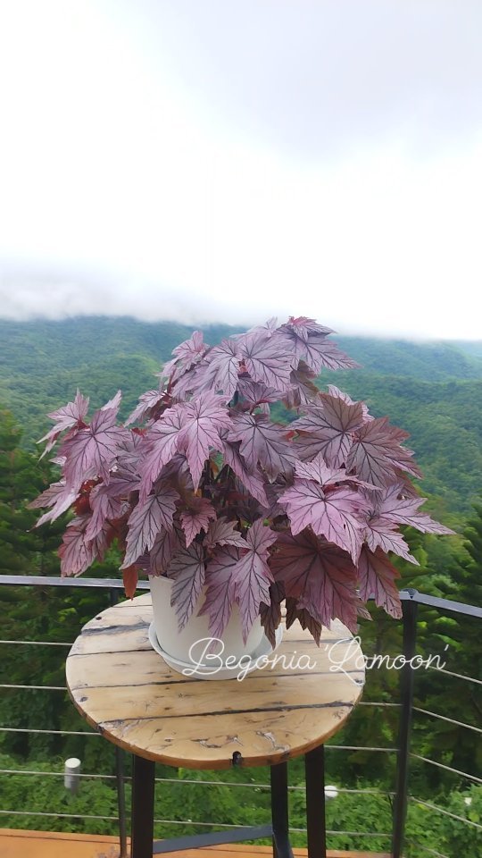 Introducing Begonia 'Lamoon' at Steve's Leaves