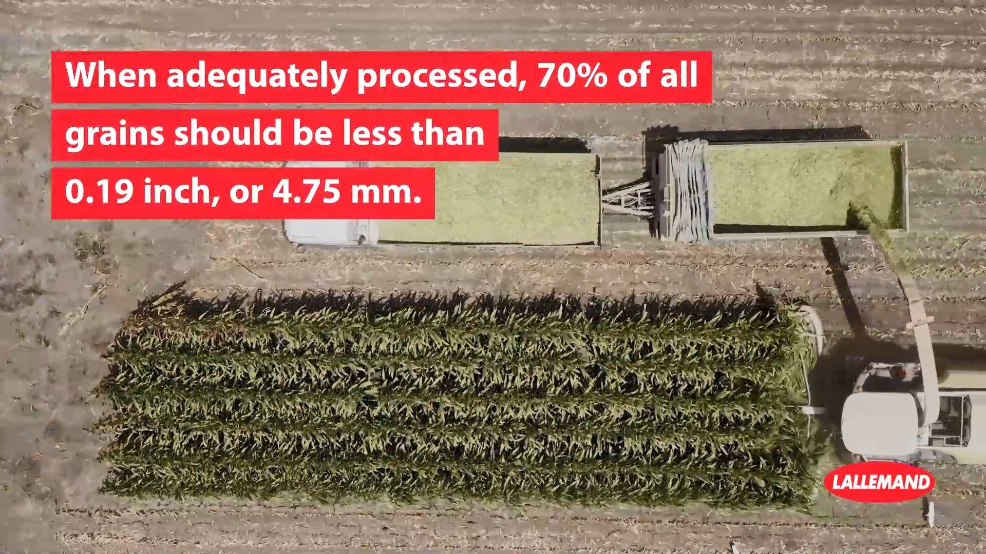 Corn Silage- Corn Kernels | Processing corn kernels can improve ...